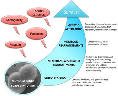 Molecular Mechanisms of Microbial Survivability in Outer Space: A Systems Biology Approach